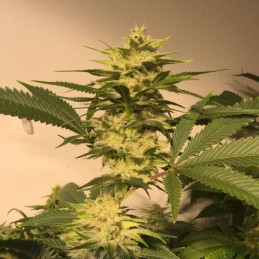 Nasiona marihuany Green Gummy - odmiana konopi