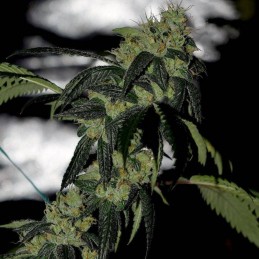 Nasiona marihuany Zkittalicious - opis odmiany konopi