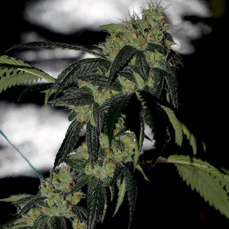 Nasiona marihuany Zkittalicious - opis odmiany konopi