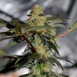Nasiona marihuany automatyczne Russian Automatic - opis odmiany konopi