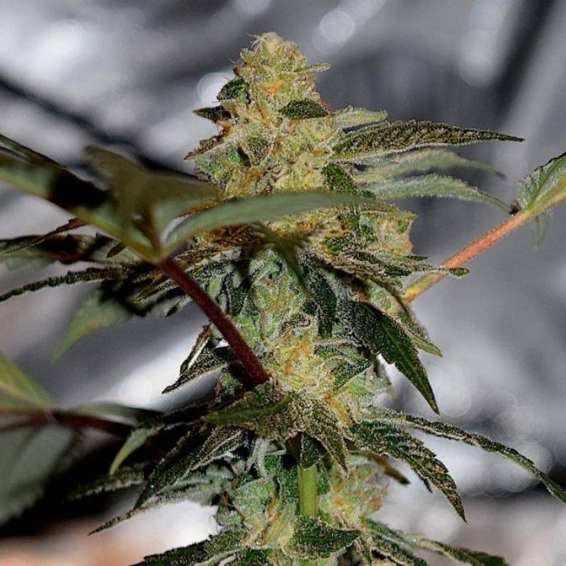 Nasiona marihuany automatyczne Russian Automatic - opis odmiany konopi