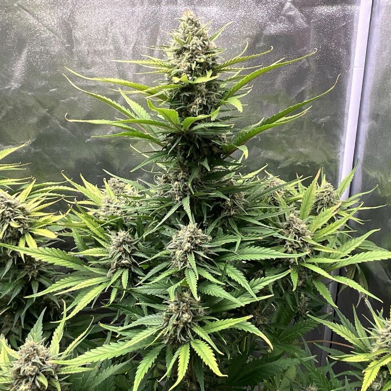 Nasiona marihuany automatyczne Black Haze Auto - odmiana konopi