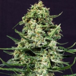 Nasiona marihuany Sir Jack - opis odmiany konopi