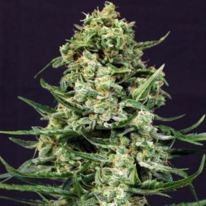 Nasiona marihuany Sir Jack - opis odmiany konopi