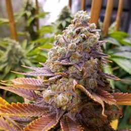 Nasiona marihuany automatyczne Sir Jack Aut - opis odmiany konopi