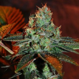 Nasiona marihuany Spicy Bitch - opis odmiany konopi