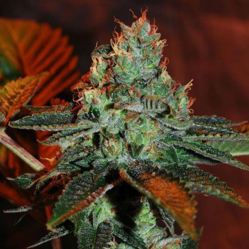 Nasiona marihuany Spicy Bitch - opis odmiany konopi