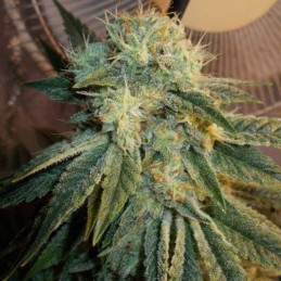 Nasiona marihuany Herz OG - opis odmiany konopi