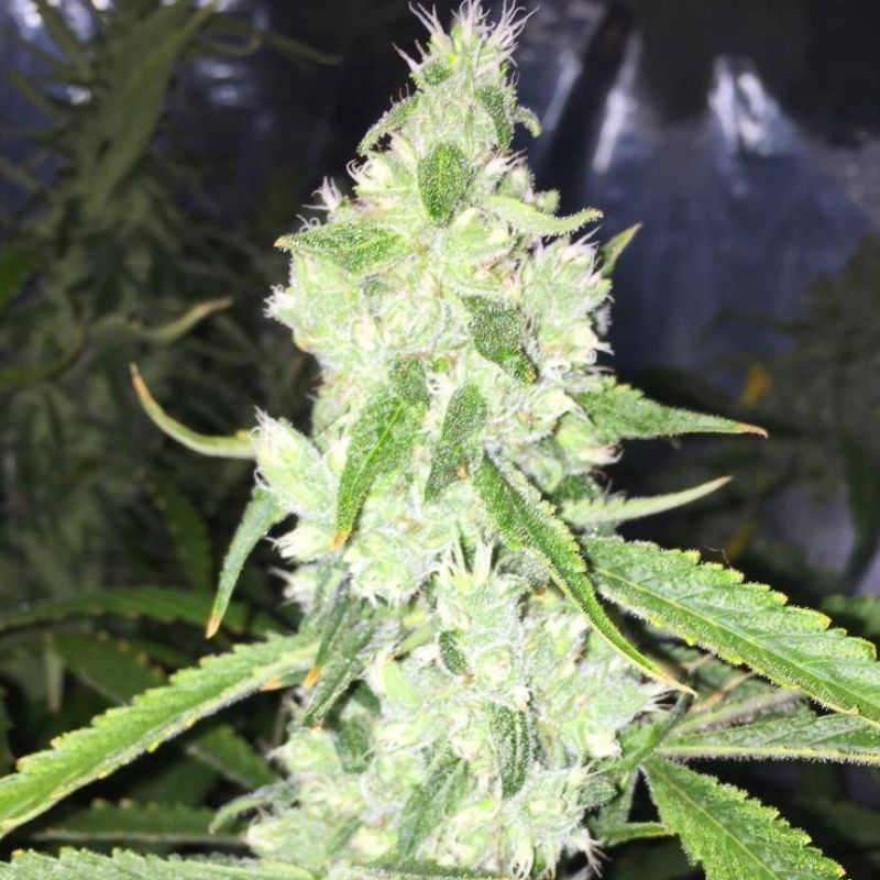 Nasiona medycznej marihuany Hippie Therapy CBD - opis odmiany konopi