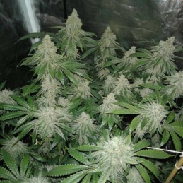 Nasiona marihuany Tangarine Kush - opis odmiany konopi