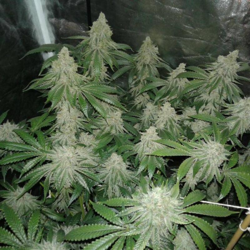 Nasiona marihuany Tangarine Kush - opis odmiany konopi