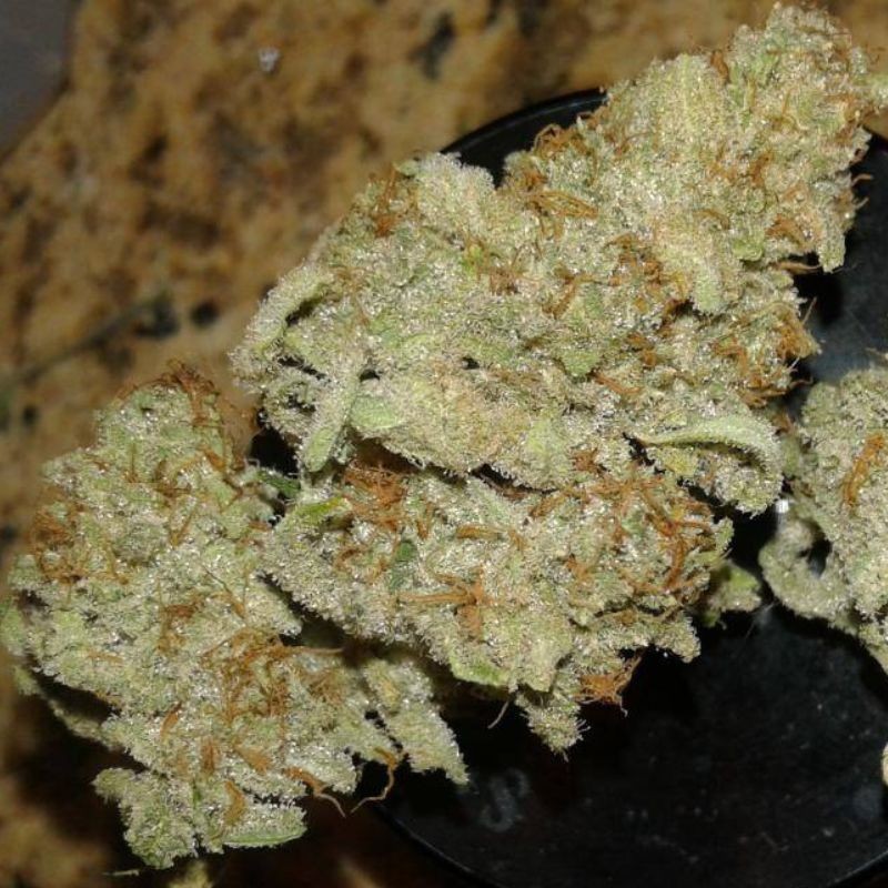 Nasiona marihuany automatyczne Monster Mash Auto - opis odmiany konopi