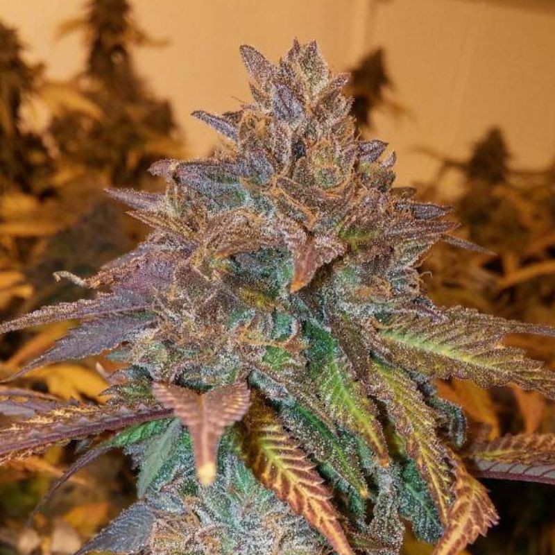 Nasiona marihuany Z&Z - opis odmiany konopi