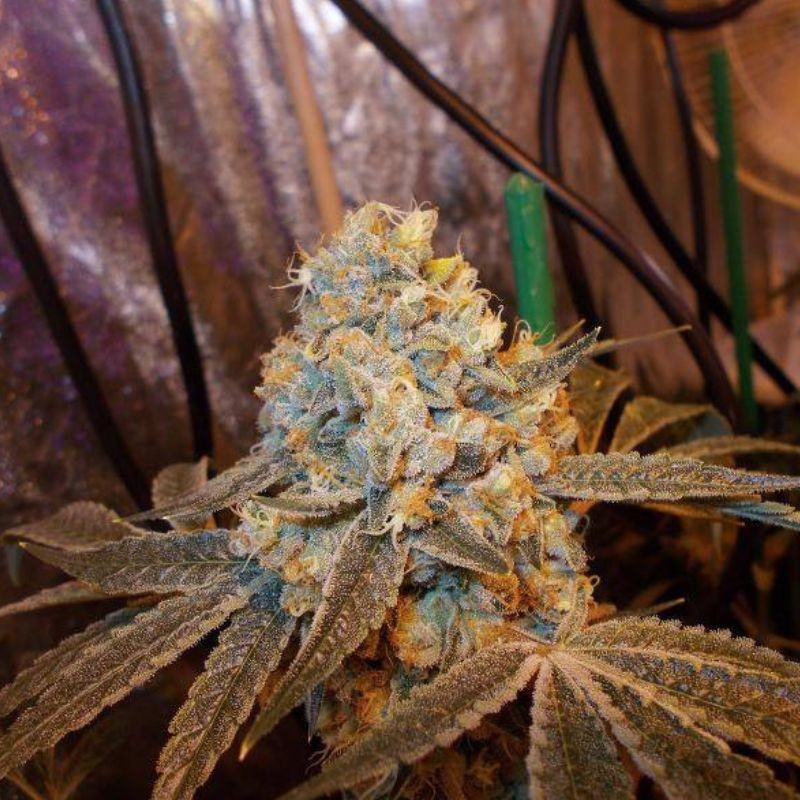 Nasiona marihuany Triple A Auto - opis odmiany konopi