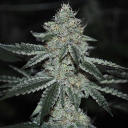 Nasiona marihuany Exotic Thai - odmiana konopi
