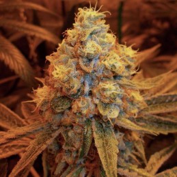 Nasiona marihuany automatyczne Mango Cream Auto - opis odmiany konopi