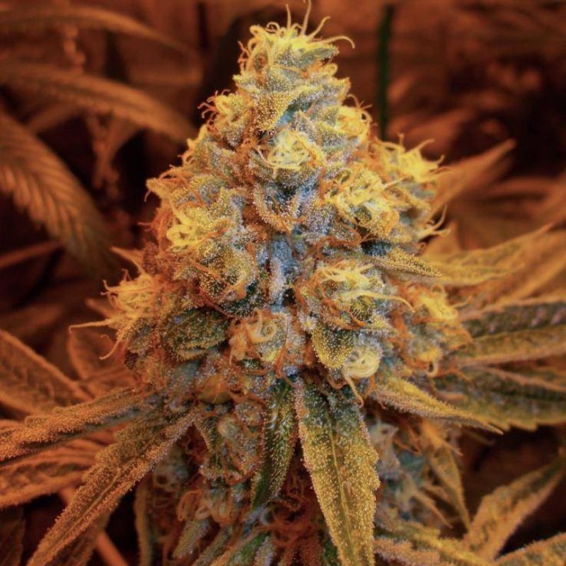 Nasiona marihuany automatyczne Mango Cream Auto - opis odmiany konopi