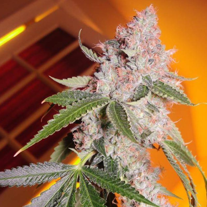 Nasiona marihuany Quick Mass - opis odmiany konopi