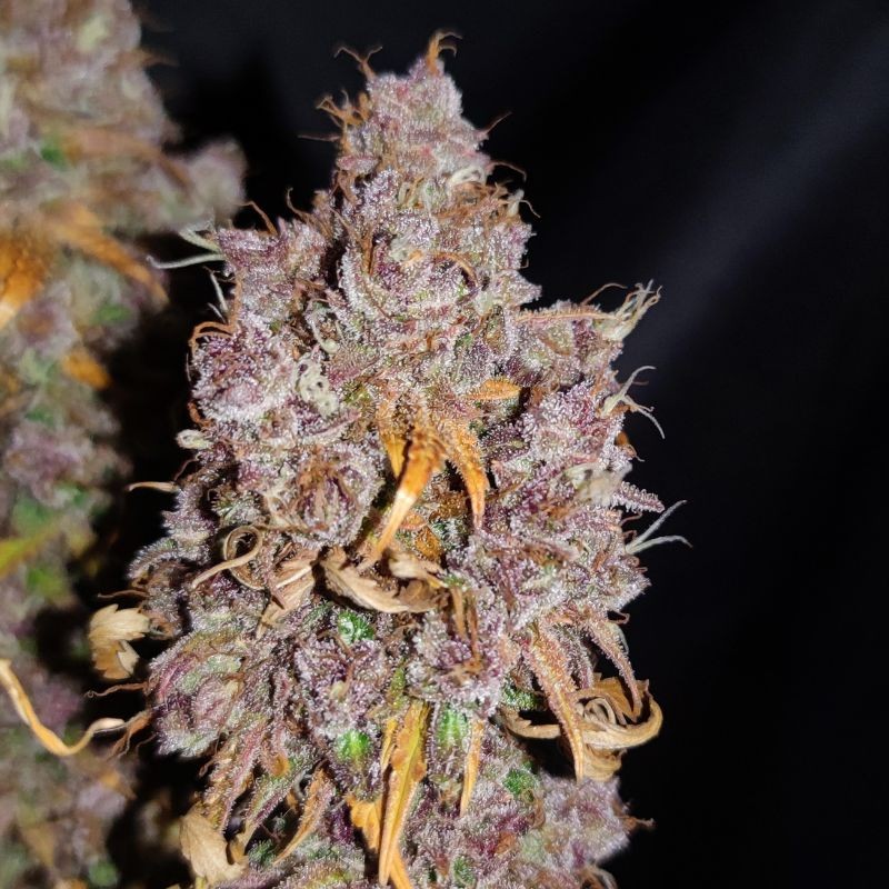 Nasiona marihuany Blue Monkey - odmiana konopi