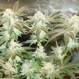 Nasiona marihuany automatyczne Herz OG Auto - opis odmiany konopi