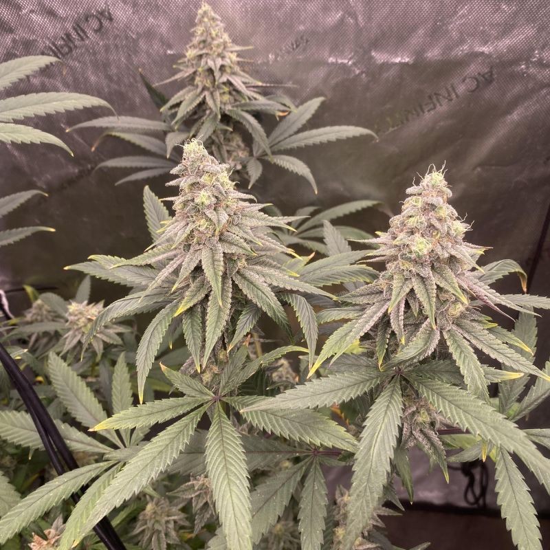 Nasiona medycznej marihuany Dr Greenman Pure CBD - odmiana konopi