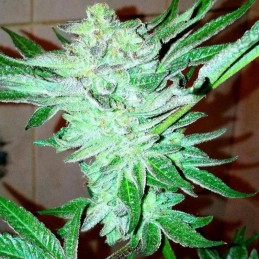 Nasiona marihuany automatyczne Green Gummy Auto - odmiana konopi