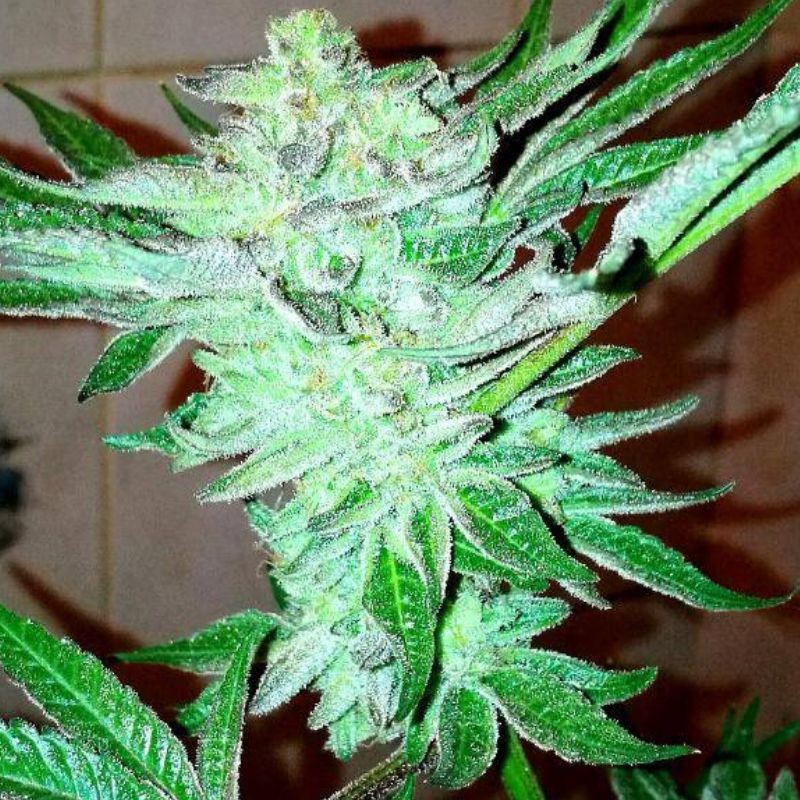 Nasiona marihuany automatyczne Green Gummy Auto - odmiana konopi