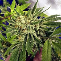 Nasiona marihuany automatyczne Jungle Fever Auto - opis odmiany konopi