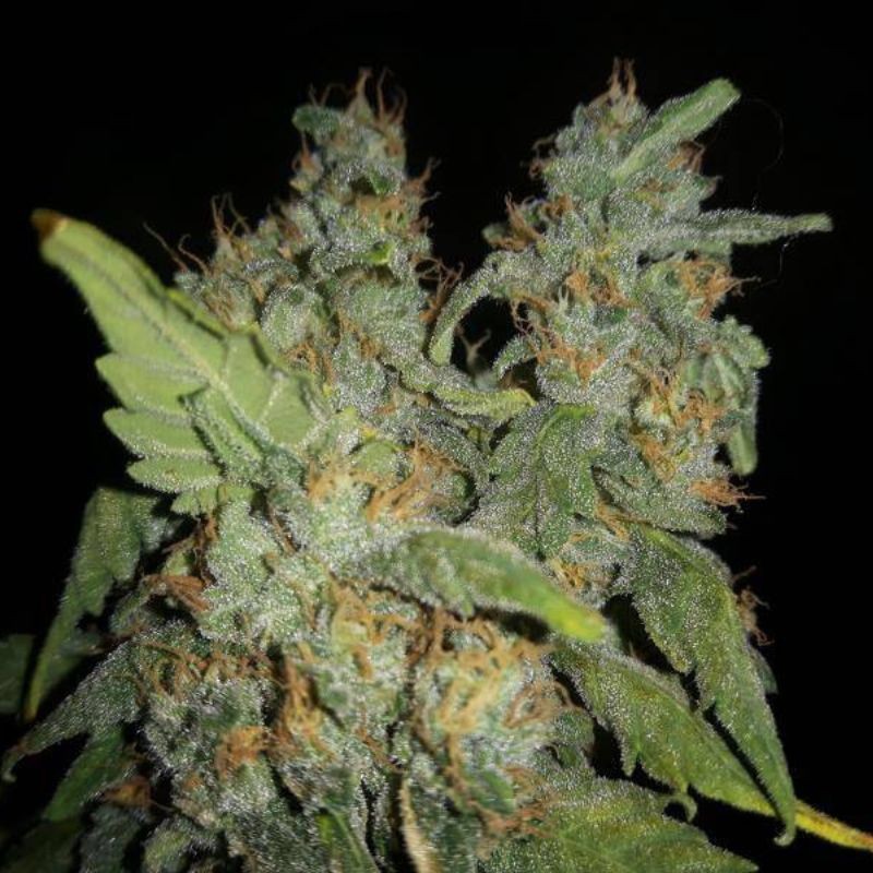 Nasiona marihuany Jelly Bananen - opis odmiany konopi