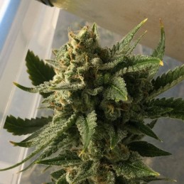 Nasiona marihuany Malasaña Cookies - opis odmiany konopi