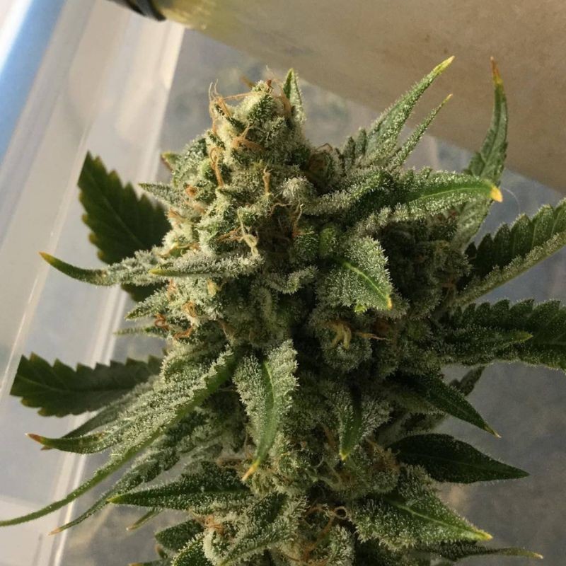 Nasiona marihuany Malasaña Cookies - opis odmiany konopi