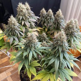 Medyczne nasiona marihuany Medxotic Pure CBD - opis odmiany konopi