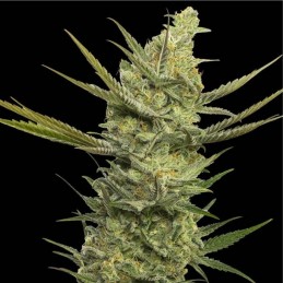 Nasiona marihuany Gipsy Haze - odmiana konopi