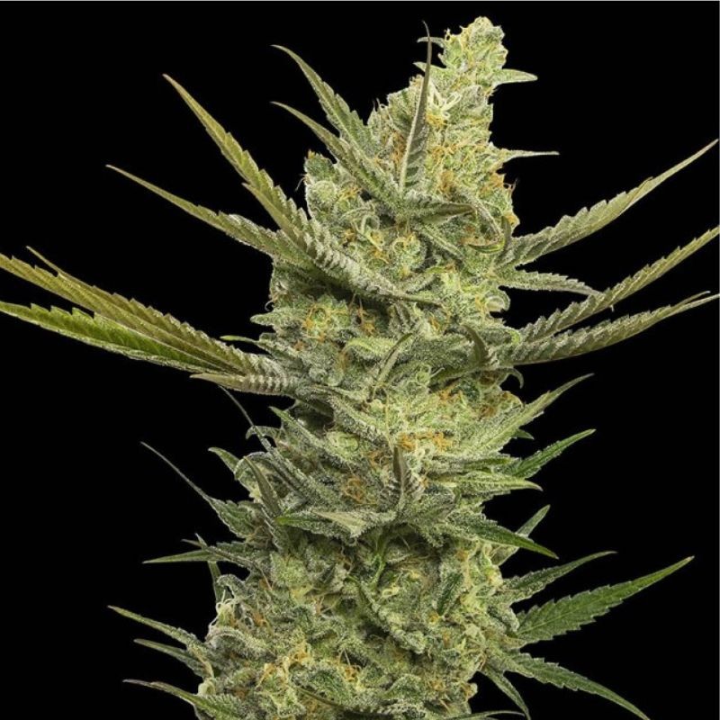 Nasiona marihuany Gipsy Haze - odmiana konopi