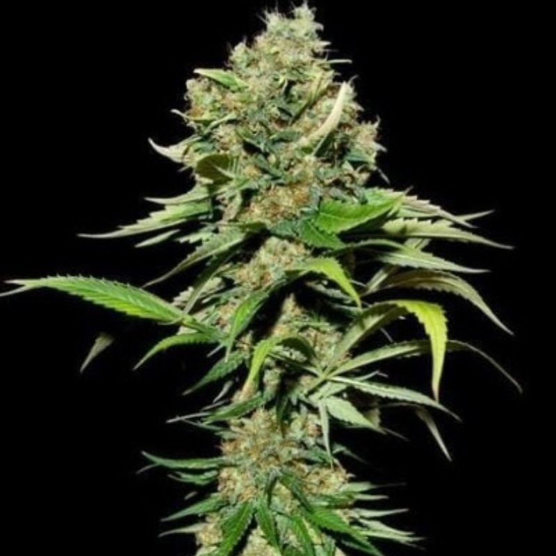 Nasiona marihuany Excalibur - odmiana konopi