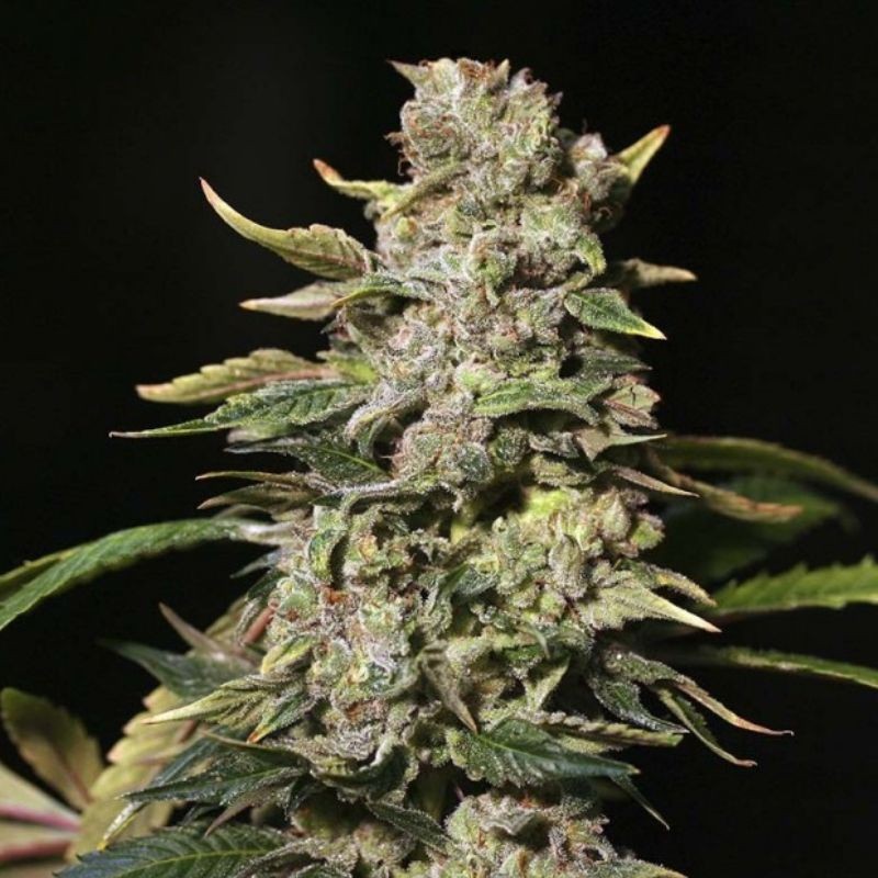 Nasiona marihuany TNT Kush - opis odmiany konopi