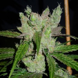 Nasiona marihuany medycznej Only CBD - opis odmiany konopi