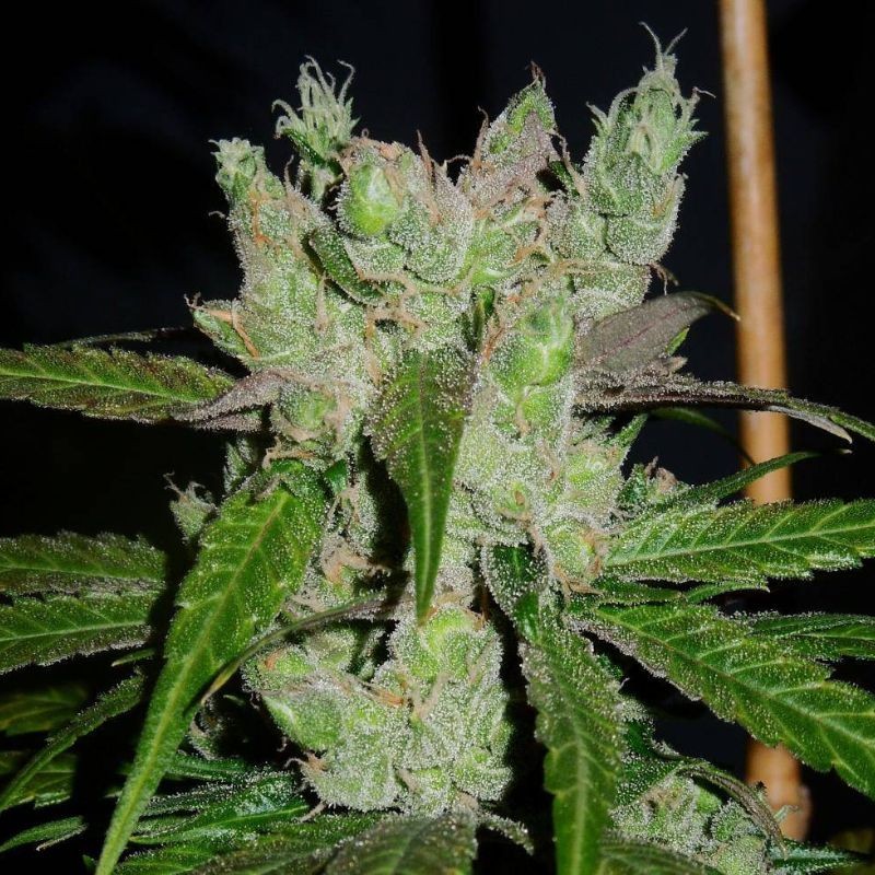 Nasiona marihuany medycznej Only CBD - opis odmiany konopi