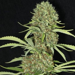 Nasiona marihuany Jamaican Dream - opis odmiany konopi