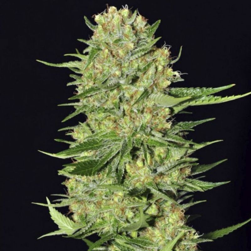 Nasiona marihuany Veneno - opis odmiany konopi