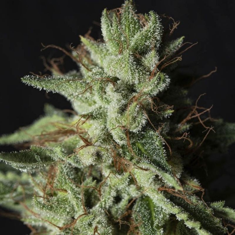 Nasiona marihuany Gorilla Candy - odmiana konopi