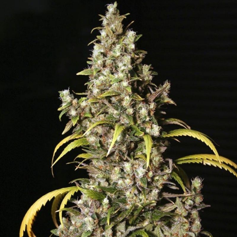 Nasiona marihuany Monster - opis odmiany konopi