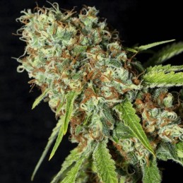 Medyczne nasiona marihuany Jamaican Dream CBD - opis odmiany konopi