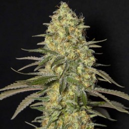 Nasiona marihuany Black Dream - odmiana konopi