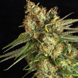 Nasiona marihuany Lemon King - opis odmiany