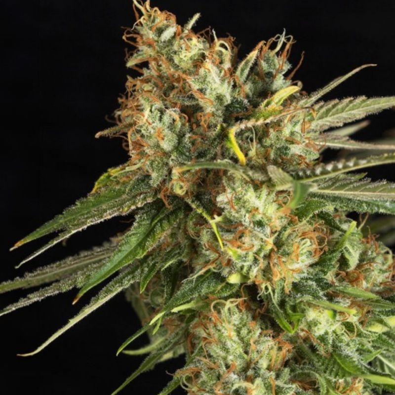 Nasiona marihuany Lemon King - opis odmiany