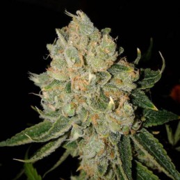 Nasiona marihuany Early Widow - odmiana konopi