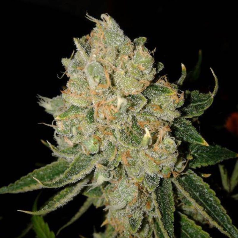 Nasiona marihuany Early Widow - odmiana konopi