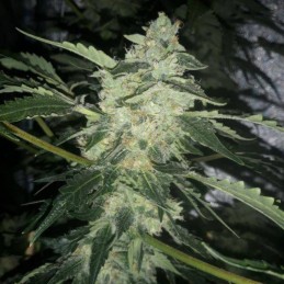 Nasiona marihuany Elite 47 Auto - odmiana konopi