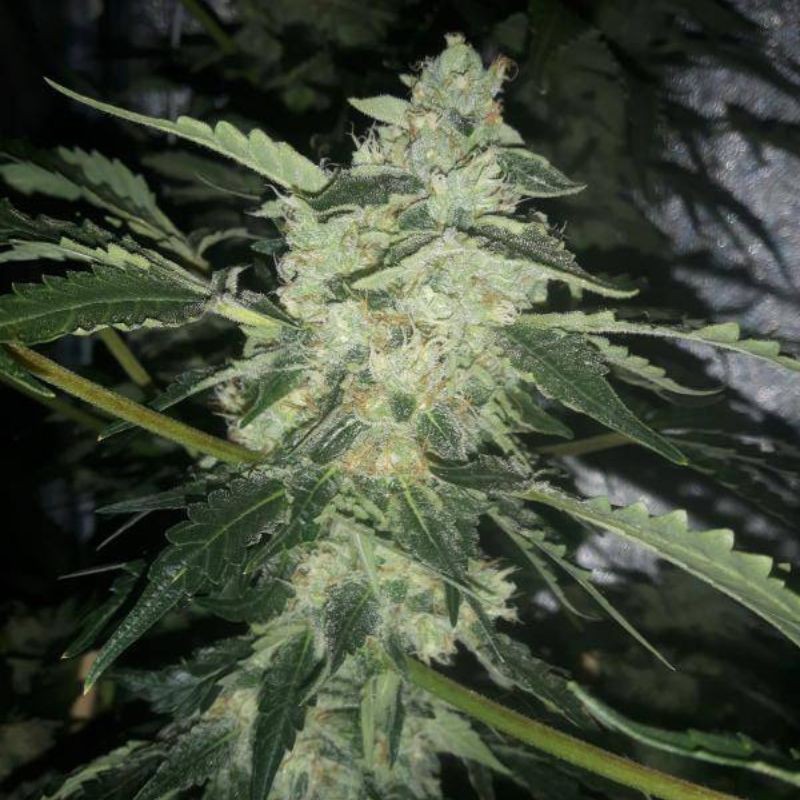Nasiona marihuany Elite 47 Auto - odmiana konopi